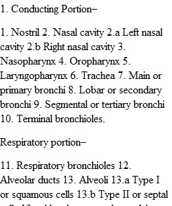 The Respiratory System Assignment